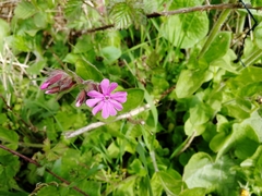 Silene dioica