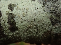 Pertusaria thiospoda