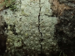 Pertusaria thiospoda