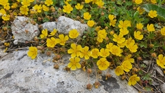 Potentilla pusilla