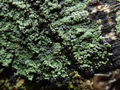 Pannaria implexa
