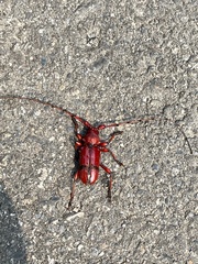 Dicelosternus corallinus