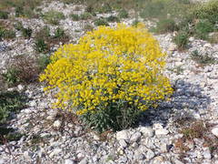 Isatis tinctoria