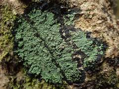 Pannaria implexa