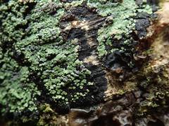 Pannaria implexa