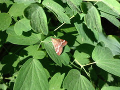 Pyrausta nicalis