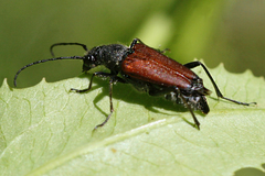 Anastrangalia sanguinea