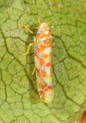 Dikrella maculata