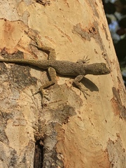 Anolis distichus