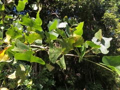 Erythrina numerosa