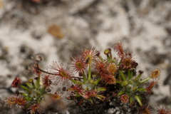 Drosera verrucata