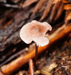 Mycena vinacea