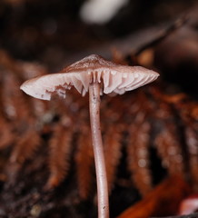 Mycena vinacea