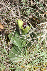 Ophrys vasconica