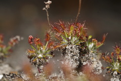 Drosera verrucata