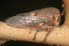 Platycotis vittata