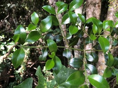 Psydrax odorata buxifolia