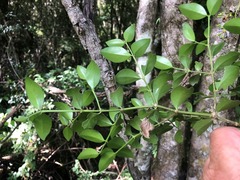 Psydrax odorata buxifolia