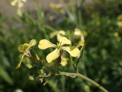 Raphanus raphanistrum landra