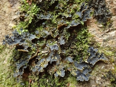 Podostictina jamesii