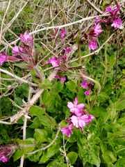 Silene dioica