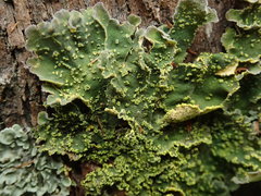 Crocodia rubella