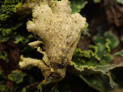 Crocodia rubella