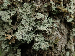 Pseudocyphellaria granulata