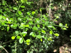 Everistia vacciniifolia nervosa