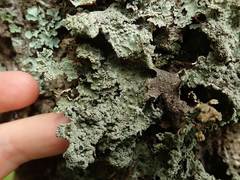 Pseudocyphellaria granulata