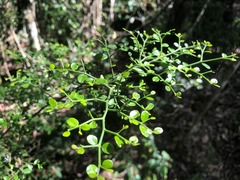 Everistia vacciniifolia nervosa