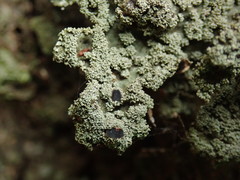 Pseudocyphellaria granulata