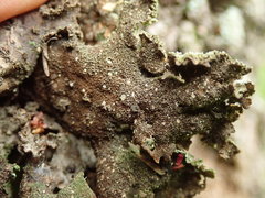 Pseudocyphellaria granulata