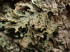 Pseudocyphellaria neglecta