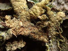 Pseudocyphellaria neglecta