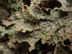 Pseudocyphellaria neglecta