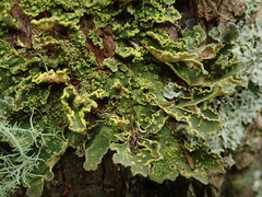Crocodia rubella