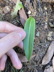 Cryptostylis