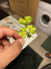 Chrysosplenium oppositifolium
