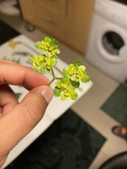 Chrysosplenium oppositifolium