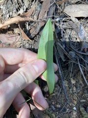 Cryptostylis