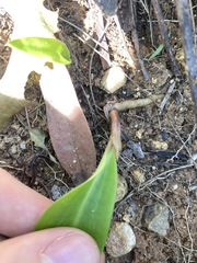 Cryptostylis