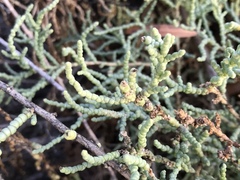 Arthroceras subterminale