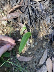 Cryptostylis