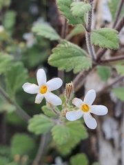 Chaenostoma floribundum