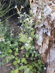 Chaenostoma floribundum