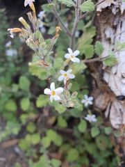 Chaenostoma floribundum