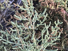 Arthroceras subterminale