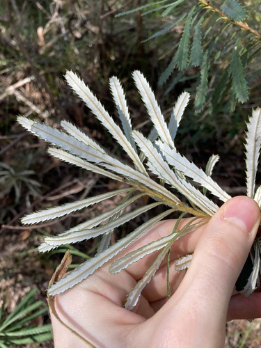 Image of Banksia collina by (c) Thomas Mesaglio, some rights reserved (CC BY)