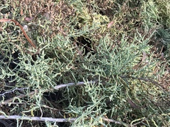 Arthroceras subterminale